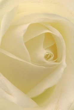 Bathed in the diffused light familiar to the residential gardens of Old Oak Common, this intricately detailed ivory rose whispers of love and elegance. Its swirling petals fold inward with precise grace, each layer velvety and almost translucent-the kind of delicate surface that invites gentle touch. Subtle streaks of pale lemon and cream blend together, illuminating the flower's heart without the disruption of harsh shadows. This rose, captured in close detail, feels timeless; its calm presence evokes the anticipation before a family celebration in a quiet home near Wormwood Scrubs. The atmosphere is peaceful, full of grace and reassurance. There's an air of dignity in the way each petal cradles the one inside it, making this bloom a heartfelt token for anniversaries, apologies, or as the centrepiece of an intimate gathering. The soft, nearly invisible blushes of colour speak volumes without words-just as a thoughtfully arranged bouquet from a trusted Old Oak Common florist can communicate comfort, support, or devotion. You can almost sense the gentle fragrance filling the room, a soothing undercurrent familiar to those who frequent the local flower markets. This rose is a testament to the artistry and empathy required for meaningful floral design in the heart of Old Oak Common, capturing both visual beauty and the emotion behind each special delivery.